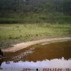 Cervus unicolor (Sambar Deer) by Shazw