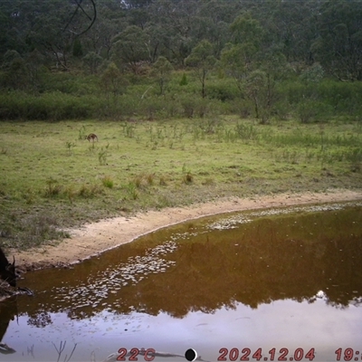 Cervus unicolor (Sambar Deer) at Tharwa, ACT by Shazw