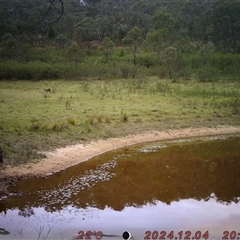 Cervus unicolor at Tharwa, ACT - suppressed