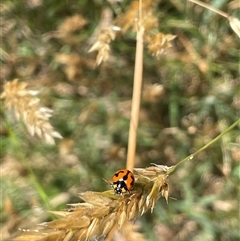 Unidentified Lady beetle (Coccinellidae) at Wheeo, NSW - 18 Dec 2024 by JaneR