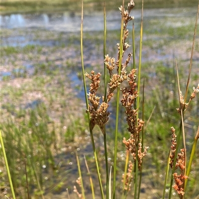 Juncus sp. at Wheeo, NSW - 18 Dec 2024 by JaneR