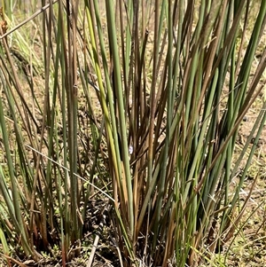 Juncus sarophorus at Wheeo, NSW - 18 Dec 2024