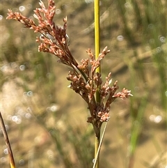 Juncus sarophorus at Wheeo, NSW - 18 Dec 2024