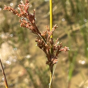 Juncus sarophorus at Wheeo, NSW - 18 Dec 2024