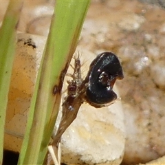 Neuroptera (order) (Unidentified lacewing) at Braemar, NSW - 18 Dec 2024 by Curiosity