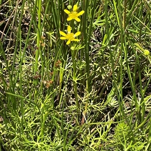 Ranunculus inundatus at Wheeo, NSW - 18 Dec 2024