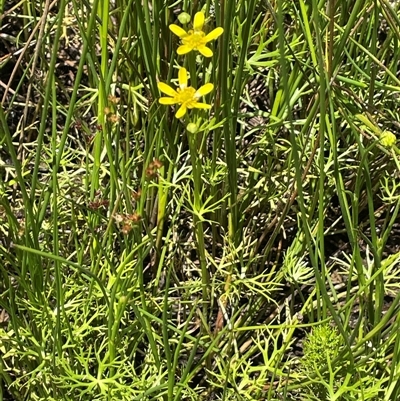 Ranunculus inundatus (River Buttercup) at Wheeo, NSW - 18 Dec 2024 by JaneR