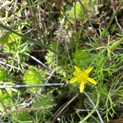 Ranunculus inundatus at Wheeo, NSW - 18 Dec 2024