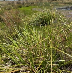 Carex fascicularis (Tassel Sedge) at Wheeo, NSW - 18 Dec 2024 by JaneR