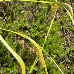 Carex fascicularis at Wheeo, NSW - 18 Dec 2024