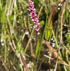 Persicaria decipiens (Slender Knotweed) at Wheeo, NSW - 18 Dec 2024 by JaneR