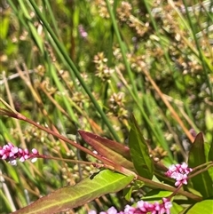 Persicaria decipiens at Wheeo, NSW - 18 Dec 2024 01:13 PM