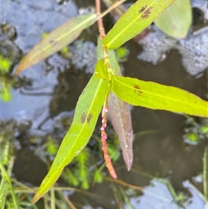 Persicaria decipiens at Wheeo, NSW - 18 Dec 2024 01:13 PM