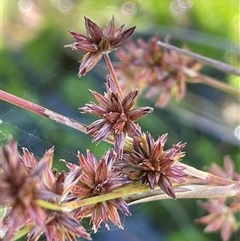 Juncus holoschoenus (Joint-leaved Rush) at Wheeo, NSW - 18 Dec 2024 by JaneR