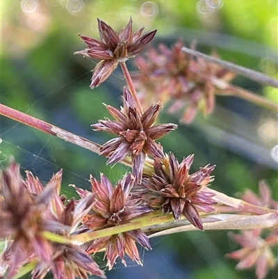 Juncus holoschoenus (Joint-leaved Rush) at Wheeo, NSW - 18 Dec 2024 by JaneR