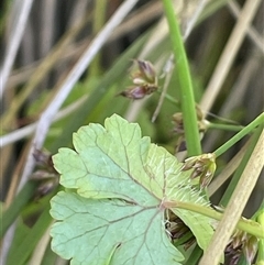 Hydrocotyle sibthorpioides (A Pennywort) at Wheeo, NSW - 18 Dec 2024 by JaneR