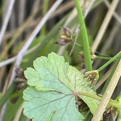 Hydrocotyle sibthorpioides (A Pennywort) at Wheeo, NSW - 18 Dec 2024 by JaneR