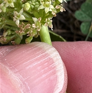 Hydrocotyle bonariensis at Kangaroo Valley, NSW - suppressed