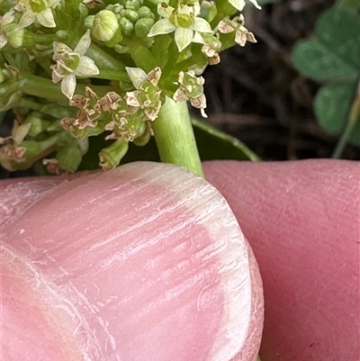 Hydrocotyle bonariensis (Pennywort) at Kangaroo Valley, NSW - 19 Dec 2024 by lbradley