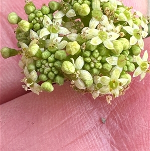 Hydrocotyle bonariensis at Kangaroo Valley, NSW - suppressed