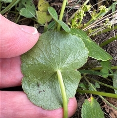 Hydrocotyle bonariensis at Kangaroo Valley, NSW - 19 Dec 2024