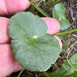 Hydrocotyle bonariensis at Kangaroo Valley, NSW - suppressed