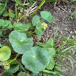 Hydrocotyle bonariensis at Kangaroo Valley, NSW - suppressed