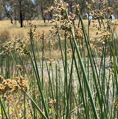 Schoenoplectus tabernaemontani (River Club-rush) at Wheeo, NSW - 18 Dec 2024 by JaneR