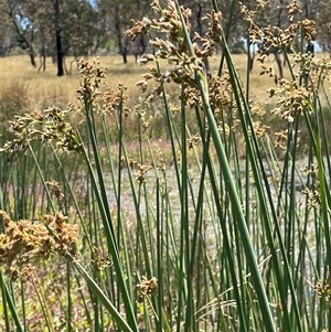 Schoenoplectus tabernaemontani at Wheeo, NSW - 18 Dec 2024