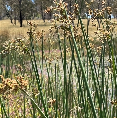 Schoenoplectus tabernaemontani (River Club-rush) at Wheeo, NSW - 18 Dec 2024 by JaneR