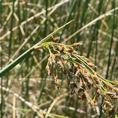 Schoenoplectus tabernaemontani at Wheeo, NSW - 18 Dec 2024