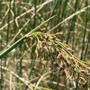 Schoenoplectus tabernaemontani at Wheeo, NSW - 18 Dec 2024