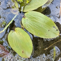 Potamogeton cheesemanii (Pondweed) at Wheeo, NSW - 18 Dec 2024 by JaneR