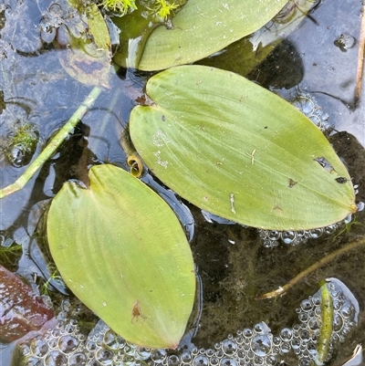 Potamogeton cheesemanii (Pondweed) at Wheeo, NSW - 18 Dec 2024 by JaneR