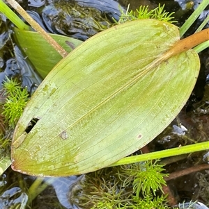 Potamogeton cheesemanii at Wheeo, NSW - 18 Dec 2024 01:14 PM