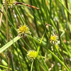 Cyperus sphaeroideus (Scented Sedge) at Wheeo, NSW - 18 Dec 2024 by JaneR