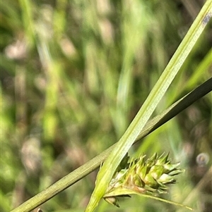 Carex inversa at Wheeo, NSW - 18 Dec 2024 01:43 PM