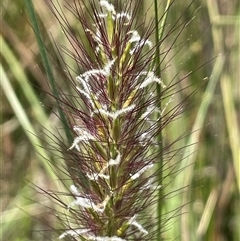 Cenchrus purpurascens (Swamp Foxtail) at Wheeo, NSW - 18 Dec 2024 by JaneR