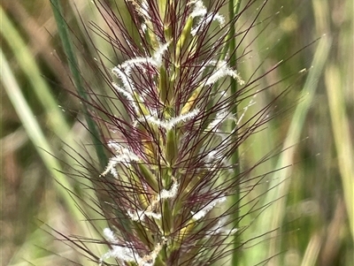 Cenchrus purpurascens (Swamp Foxtail) at Wheeo, NSW - 18 Dec 2024 by JaneR