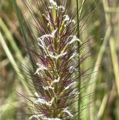 Austrostipa densiflora at Wheeo, NSW - 18 Dec 2024 by JaneR