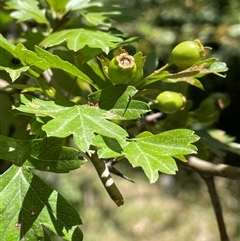 Crataegus monogyna (Hawthorn) at Wheeo, NSW - 18 Dec 2024 by JaneR