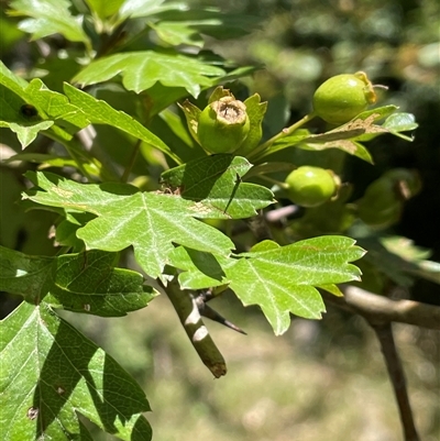 Crataegus monogyna (Hawthorn) at Wheeo, NSW - 18 Dec 2024 by JaneR