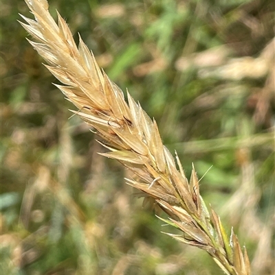 Anthoxanthum odoratum at Wheeo, NSW - 18 Dec 2024 by JaneR