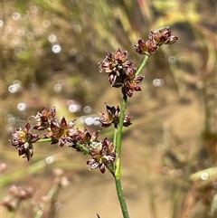 Juncus articulatus subsp. articulatus (Jointed Rush) at Wheeo, NSW - 18 Dec 2024 by JaneR