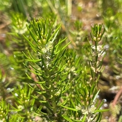 Myriophyllum variifolium (Varied Water-milfoil) at Wheeo, NSW - 18 Dec 2024 by JaneR