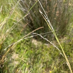 Amphibromus (genus) (Swamp Wallaby Grass) at Wheeo, NSW - 18 Dec 2024 by JaneR