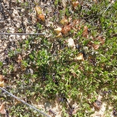 Dodonaea procumbens (Creeping Hop-bush) at Middle Flat, NSW - 19 Dec 2024 by mahargiani