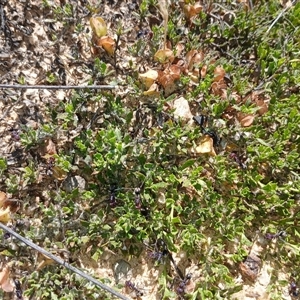 Dodonaea procumbens at Middle Flat, NSW - 19 Dec 2024 10:09 AM