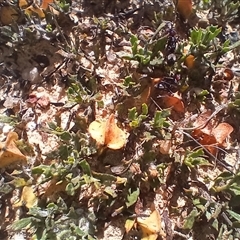 Dodonaea procumbens at Middle Flat, NSW - 19 Dec 2024 10:09 AM