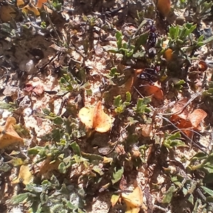 Dodonaea procumbens at Middle Flat, NSW - 19 Dec 2024